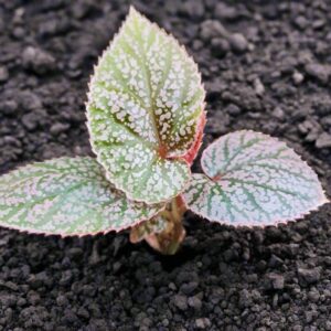 秋海棠 Begonia U062