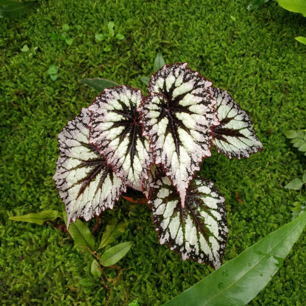 煙火秋海棠 Begonia 'Fireworks'