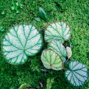 秋海棠 Begonia sp. (Red)