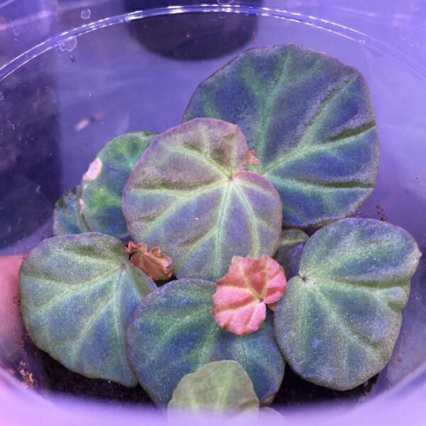 秋海棠 Begonia sp. sarawak：圖片 2