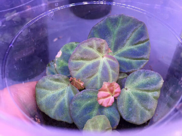 秋海棠 Begonia sp. sarawak：圖片 4