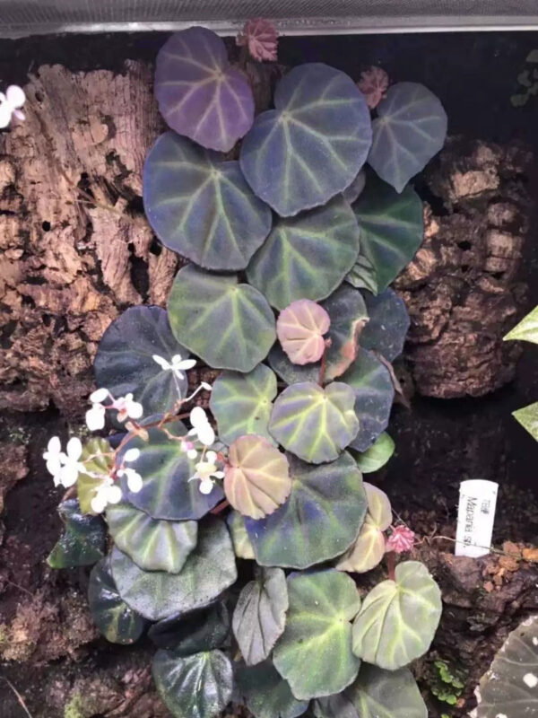 秋海棠 Begonia sp. sarawak：圖片 5