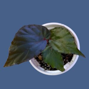 秋海棠 Begonia sp. tenuyuk kalimantan barat
