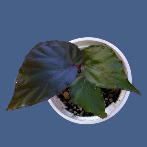 秋海棠 Begonia sp. tenuyuk kalimantan barat