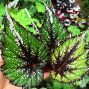 三色秋海棠 Begonia sp. Tricolor