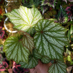 白斑秋海棠 Begonia sp. (White)