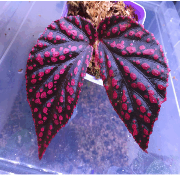 粉佳人秋海棠 Begonia hairy spots：圖片 3