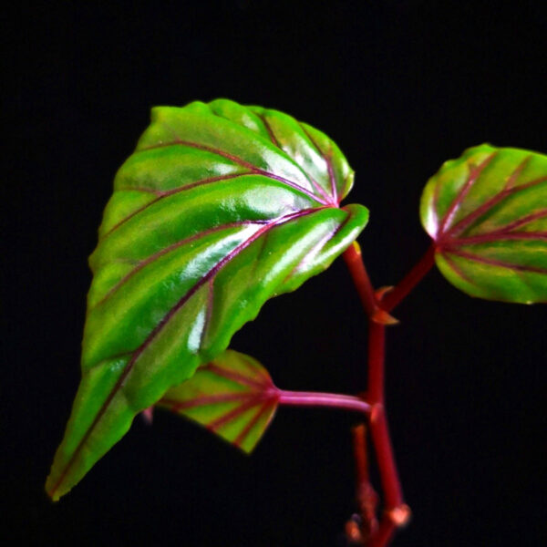 秋海棠 Begonia 'Red vein' (Begonia sp. Sarawak)