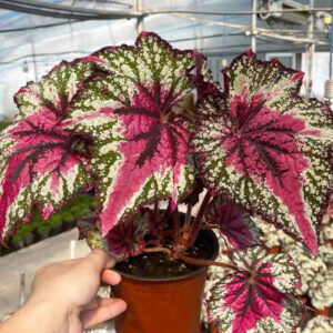 秋海棠 Begonia T Rex™ 'St Nick' (Begonia rex hybrid)