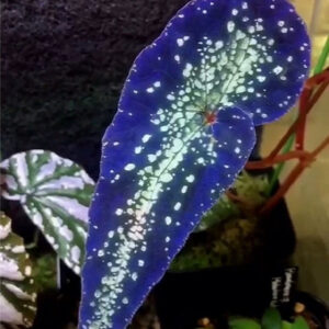 秋海棠 Begonia variabilis fluo