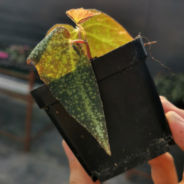 銀河秋海棠 Begonia variabilis (The upgraded version)：圖片 3