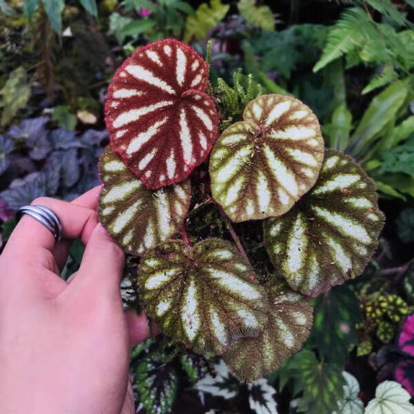 變色秋海棠 Begonia versicolor：圖片 3