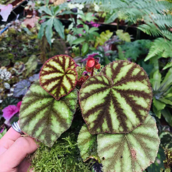 變色秋海棠 Begonia versicolor：圖片 2