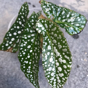 白冰秋海棠 Begonia 'White Ice'