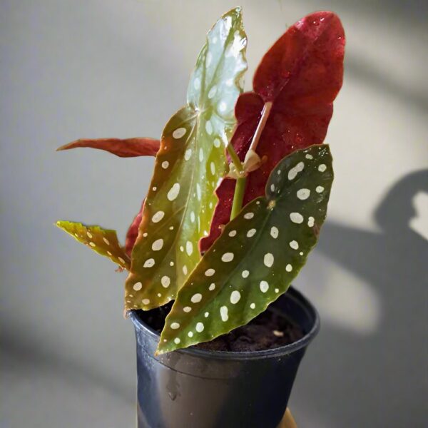 銀點秋海棠 Begonia Wightii (Maculata variegata)：圖片 2