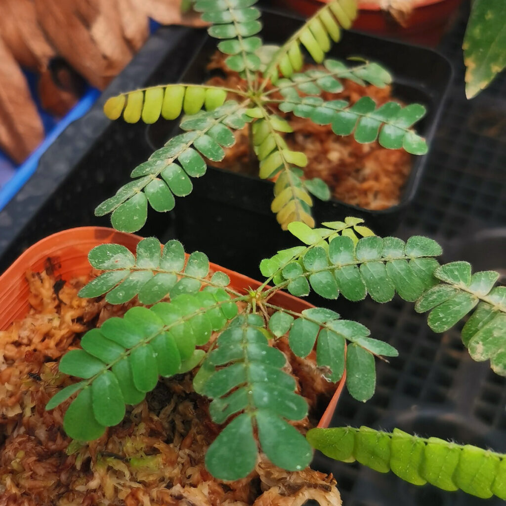 感應草Biophytum sensitivum