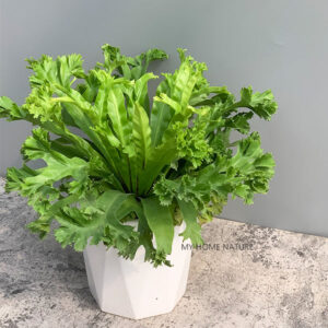 萊斯利鳥巢蕨 Asplenium nidus 'Leslie'