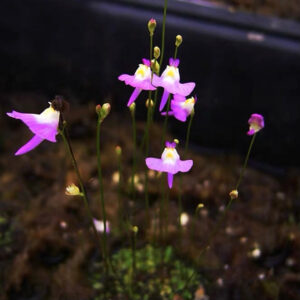 沃伯格狸藻 Bladderwort (Utricularia warburgii)