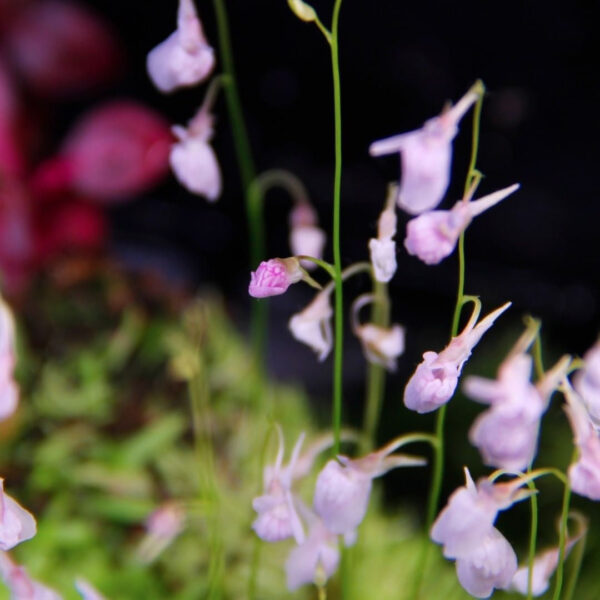 禾葉狸藻 Bladderworts (Utricularia graminifolia)