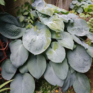 大葉玉簪 Blue Angel Hosta (Hosta sieboldiana)