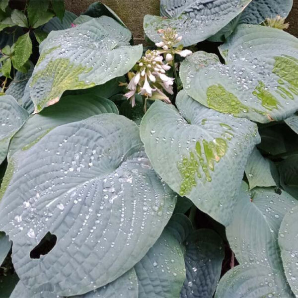 大葉玉簪 Blue Angel Hosta (Hosta sieboldiana)：圖片 2