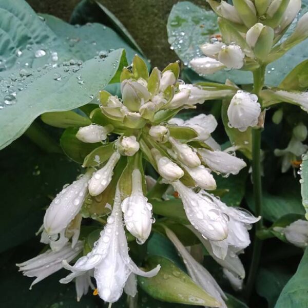 大葉玉簪 Blue Angel Hosta (Hosta sieboldiana)：圖片 4