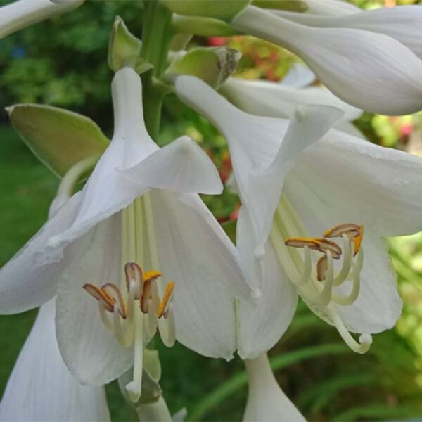 大葉玉簪 Blue Angel Hosta (Hosta sieboldiana)：圖片 3