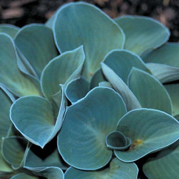 玉簪花 Blue Mouse Ears Hosta：圖片 5