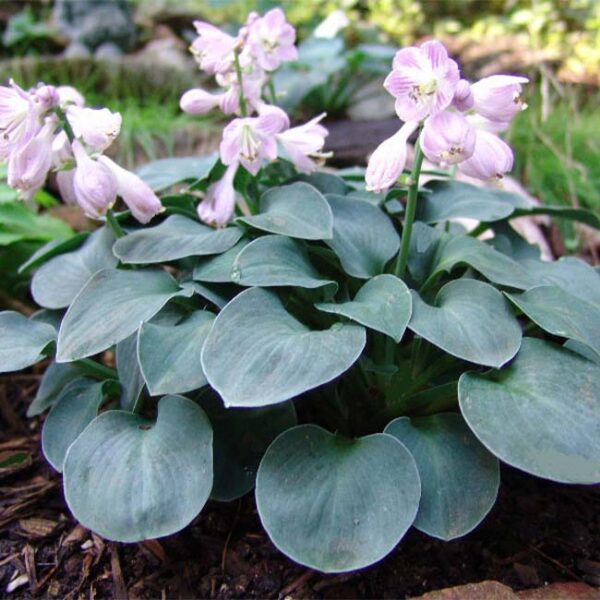 玉簪花 Blue Mouse Ears Hosta：圖片 3