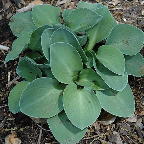 玉簪花 Blue Mouse Ears Hosta：圖片 4