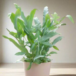 藍星蕨, 水龍骨 Blue Star Fern (Phlebodium aureum)