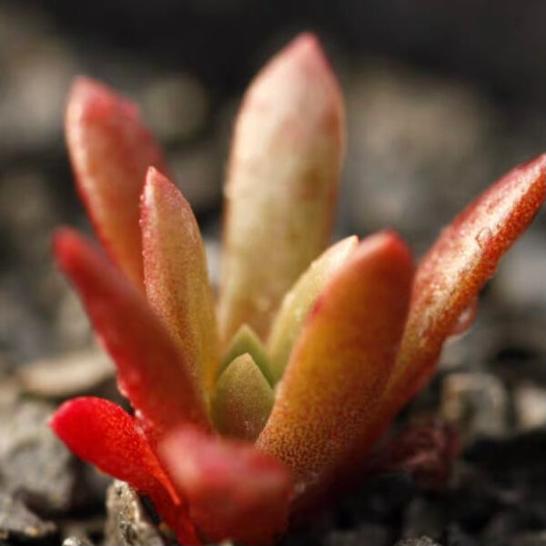 法瑞諾莎仙女杯 Bluff lettuce (Dudleya farinosa) (2-3cm)：圖片 4