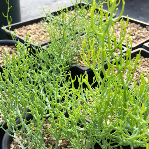 絲葉蒼角殿 Bowiea gariepensis：圖片 2