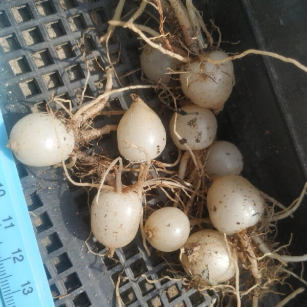 絲葉蒼角殿 Bowiea gariepensis：圖片 5