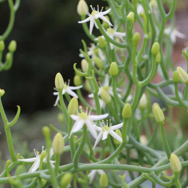 絲葉蒼角殿 Bowiea gariepensis：圖片 3
