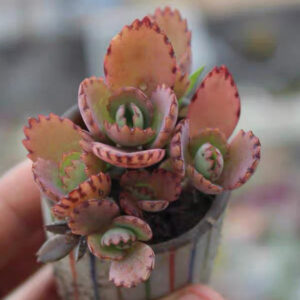 蕾絲姑娘 Mother of Thousands (Kalanchoe laetivirens)