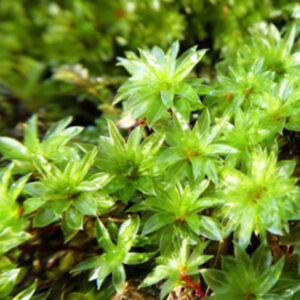 大真蘚 Bryum billardieri