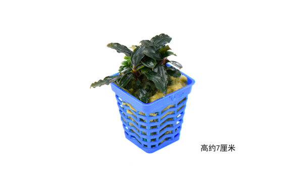 幽靈：圖片 2