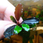 皇家基爾辣椒榕 Bucephalandra kir royale