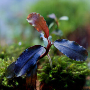 深藍辣椒榕 Bucephalandra sp. "Elegant deep blue"