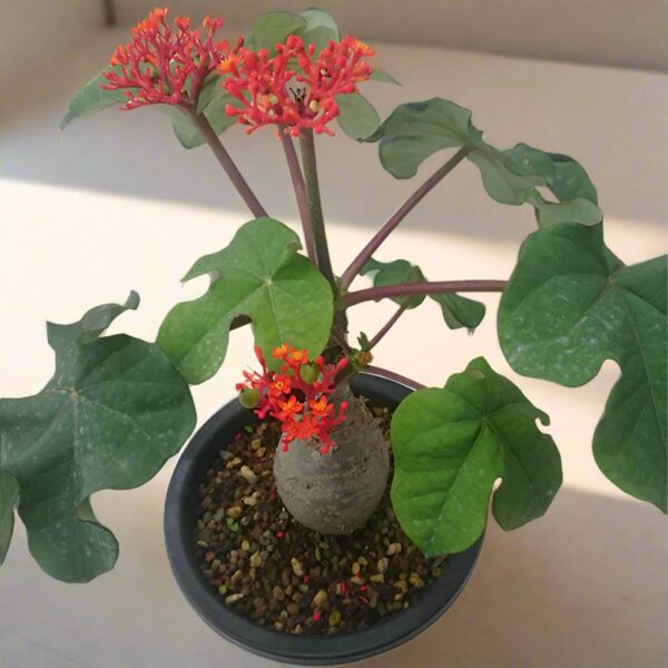 珊瑚油桐 Buddha Belly Plant (Jatropha podagrica)