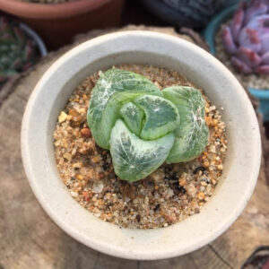 玉翡翠/佛座箍鱗芹屬 Waterglas window plant (Bulbine mesembryanthemoides Haw.)