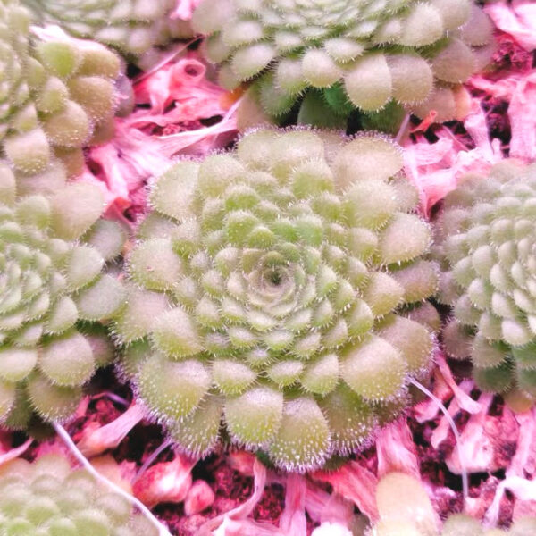 捕蟲堇屬 Pinguicula zecherix x gypsicola (Butterwort)