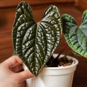 奢華花燭 Anthurium luxurians