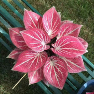 肥牛/白脈彩葉芋 Caladium 'Red w / White Vein'
