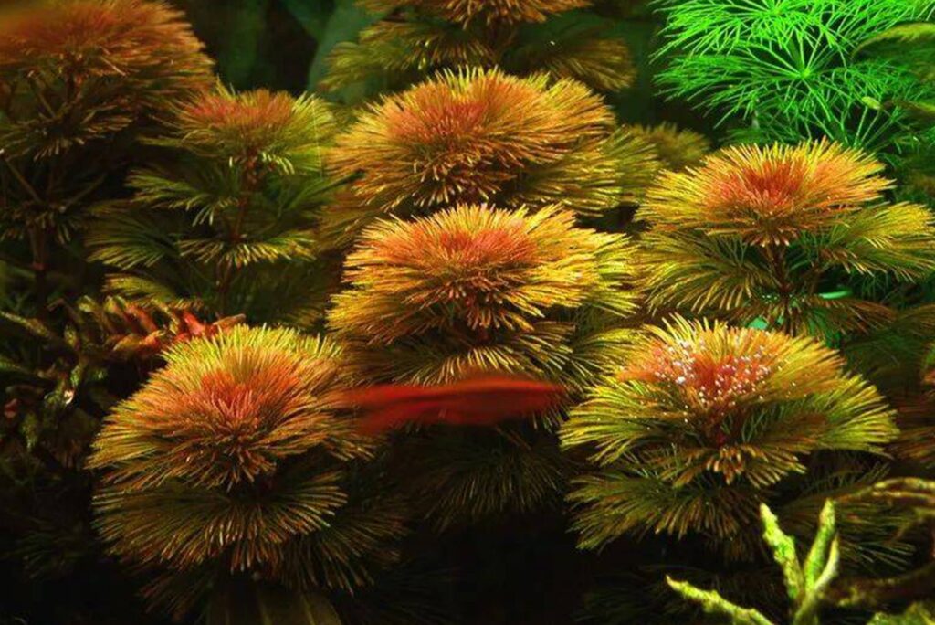 紅菊草