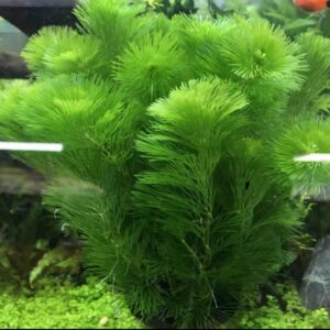 白花穗莼水盾草綠菊 Cabomba caroliniana (Wabi-Kusa)