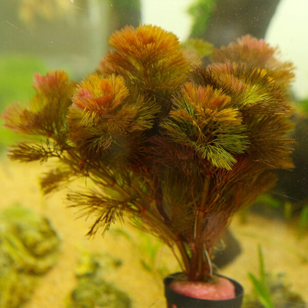 紅穗莼 Cabomba piauhyensis (Wabi-Kusa)：圖片 3