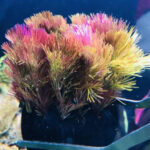 紅穗莼 Cabomba piauhyensis