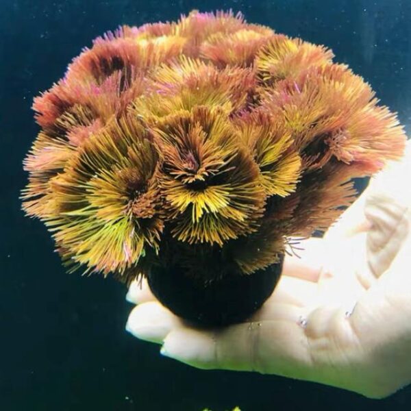 紅穗莼 Cabomba piauhyensis (Wabi-Kusa)：圖片 2